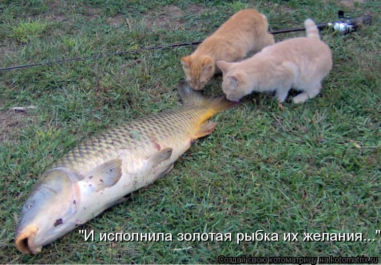 "И исполнила золотая рыбка их желания..."... Котоматрица: "И исполнила золотая рыбка их желания..."