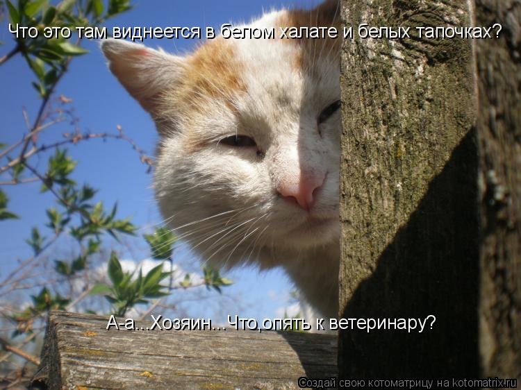 А-а...Хозяин...Что,опять к ветеринару? Что это там виднеется в белом халате и белых тапочках?... Котоматрица: А-а...Хозяин...Что,опять к ветеринару? Что это там виднеется в белом халате и белых тапочках?