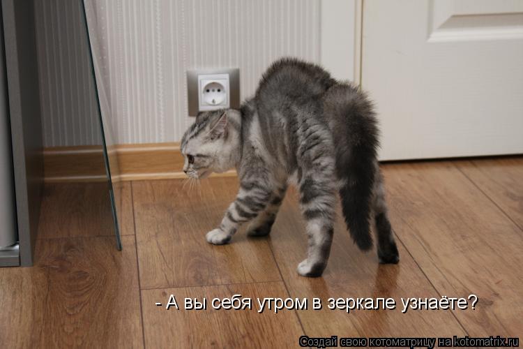 - А вы себя утром в зеркале узнаёте?... Котоматрица: - А вы себя утром в зеркале узнаёте?
