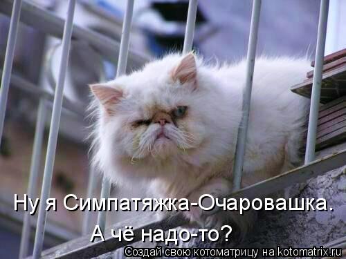 Котоматрица: Ну я Симпатяжка-Очаровашка. А чё надо-то?
