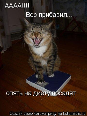 АААА!!!! Вес прибавил.... опять на диету посадят... Котоматрица: АААА!!!! Вес прибавил.... опять на диету посадят