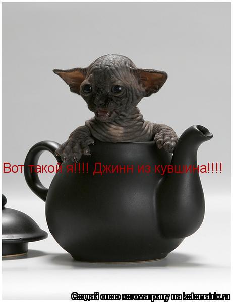Вот такой я!!!! Джинн из кувшина!!!!... Котоматрица: Вот такой я!!!! Джинн из кувшина!!!!