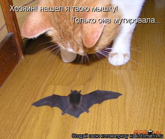 Хозяин! нашёл я твою мышку! Только она мутировала...... Котоматрица: Хозяин! нашёл я твою мышку! Только она мутировала...