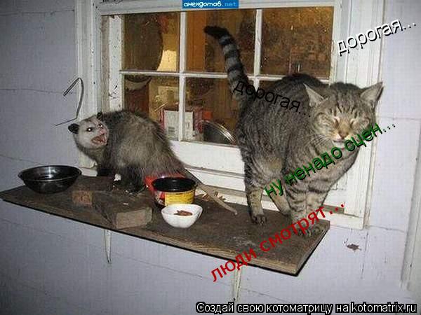дорогая... дорогая... ну ненадо сцен... люди смотрят...... Котоматрица: дорогая... дорогая... ну ненадо сцен... люди смотрят...
