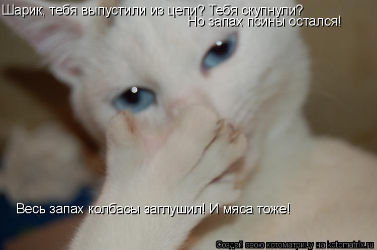 Шарик, тебя выпустили из цепи? Тебя скупнули? Но запах псины остался! Весь запах колбасы заглушил! И ... Котоматрица: Шарик, тебя выпустили из цепи? Тебя скупнули? Но запах псины остался! Весь запах колбасы заглушил! И мяса тоже!