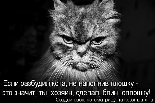Если разбудил кота, не наполнив плошку - это значит, ты, хозяин, сделал, блин, оплошку!... Котоматрица: Если разбудил кота, не наполнив плошку - это значит, ты, хозяин, сделал, блин, оплошку!