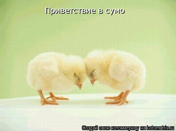 Приветствие в сумо... Котоматрица: Приветствие в сумо