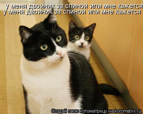 у меня двойник за спиной или мне кажется у меня двойник за спиной или мне кажется... Котоматрица: у меня двойник за спиной или мне кажется у меня двойник за спиной или мне кажется
