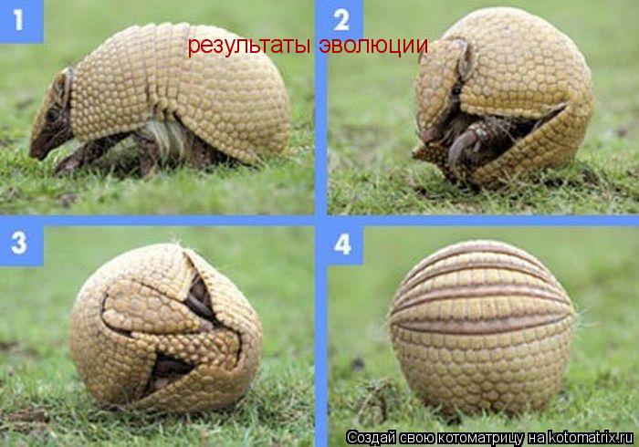 результаты эволюции... Котоматрица: результаты эволюции