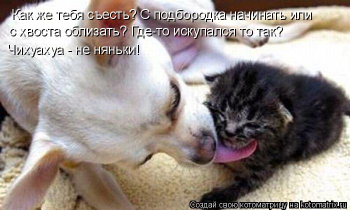 Как же тебя съесть? С подбородка начинать или с хвоста облизать? Где-то искупался то так? Чихуахуа -... Котоматрица: Как же тебя съесть? С подбородка начинать или с хвоста облизать? Где-то искупался то так? Чихуахуа - не няньки!