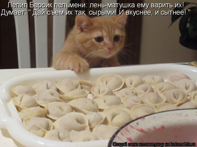 Лепил Барсик пельмени: лень-матушка ему варить их! Думает: " Дай съем их так, сырыми! И вкуснее, и сы... Котоматрица: Лепил Барсик пельмени: лень-матушка ему варить их! Думает: " Дай съем их так, сырыми! И вкуснее, и сытнее! "