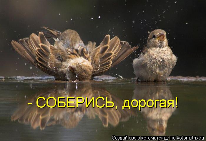 Котоматрица: - СОБЕРИСЬ, дорогая!