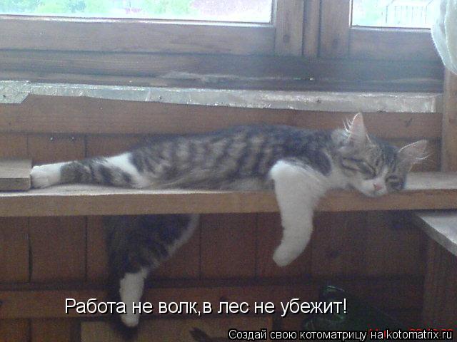 Работа не волк,в лес не убежит!... Котоматрица: Работа не волк,в лес не убежит!