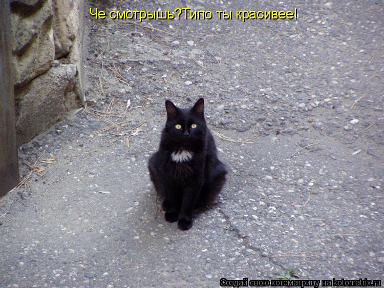 Че смотрышь?Типо ты красивее!... Котоматрица: Че смотрышь?Типо ты красивее!