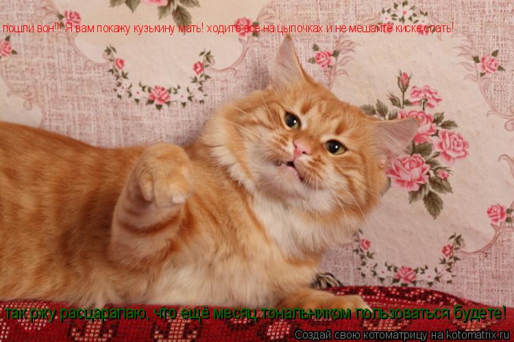пошли вон!!! Я вам покажу кузькину мать! ходите все на цыпочках и не мешайте киске спать! так ржу рас... Котоматрица: пошли вон!!! Я вам покажу кузькину мать! ходите все на цыпочках и не мешайте киске спать! так ржу расцарапаю, что ещё месяц тональником пользо