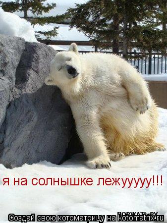 я на солнышке лежууууу!!!... Котоматрица: я на солнышке лежууууу!!!