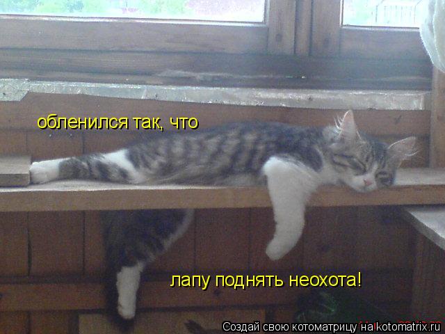 обленился так, что лапу поднять неохота!... Котоматрица: обленился так, что лапу поднять неохота!