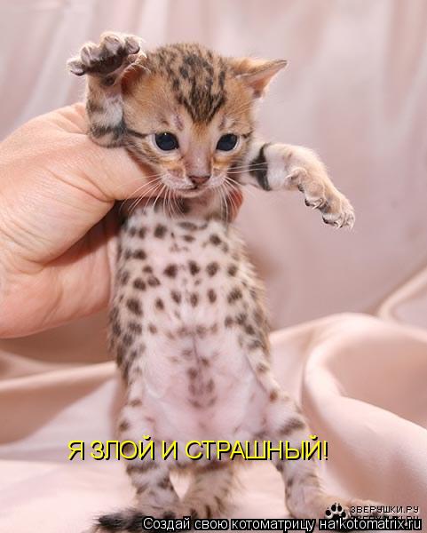 Я ЗЛОЙ И СТРАШНЫЙ!... Котоматрица: Я ЗЛОЙ И СТРАШНЫЙ!