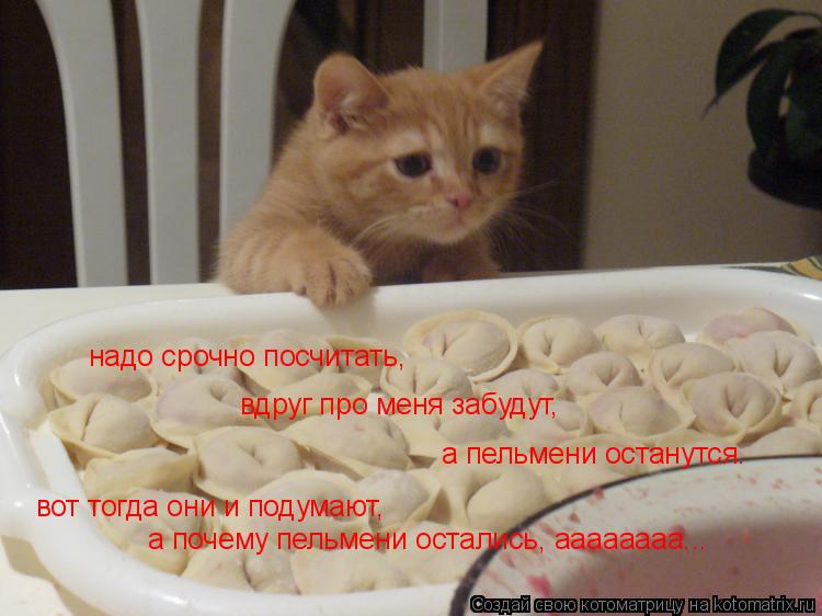 надо срочно посчитать, вдруг про меня забудут, а пельмени останутся. вот тогда они и подумают, а поче... Котоматрица: надо срочно посчитать, вдруг про меня забудут, а пельмени останутся. вот тогда они и подумают, а почему пельмени остались, аааааааа...