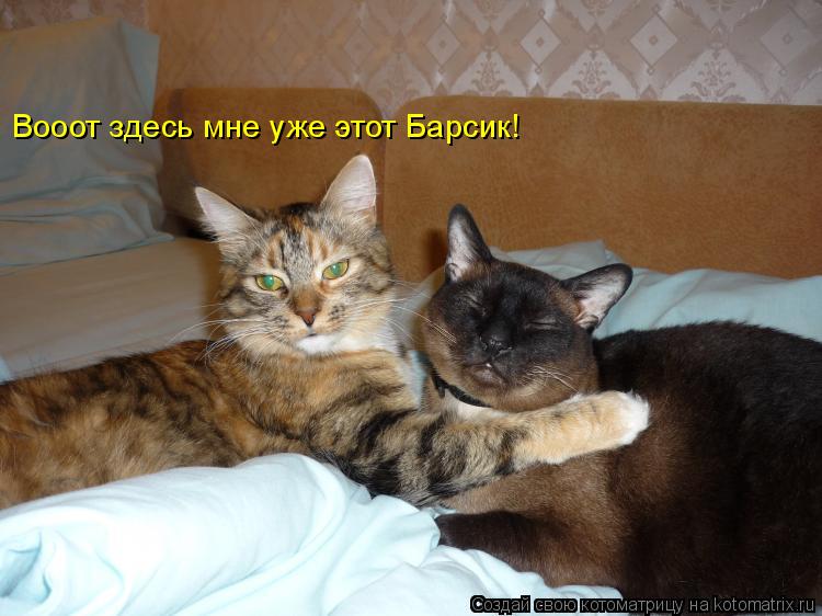 Вооот здесь мне уже этот Барсик!... Котоматрица: Вооот здесь мне уже этот Барсик!