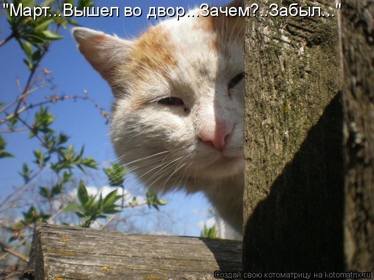 "Март...Вышел во двор...Зачем?..Забыл..."... Котоматрица: "Март...Вышел во двор...Зачем?..Забыл..."