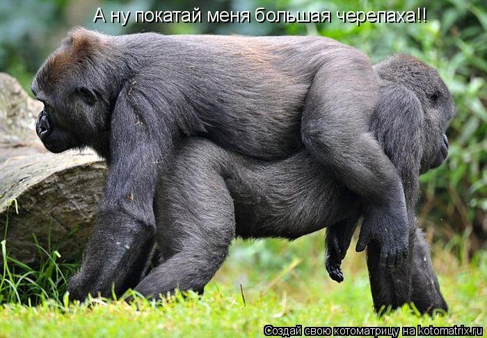 А ну покатай меня большая черепаха!!... Котоматрица: А ну покатай меня большая черепаха!!