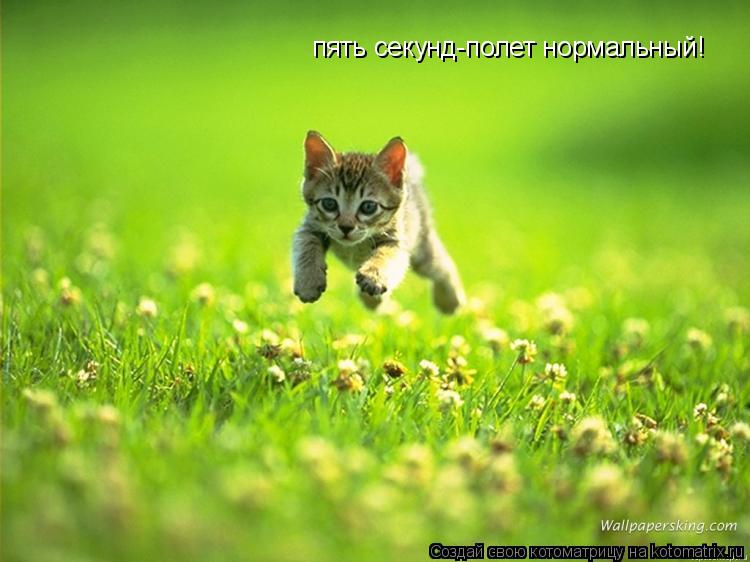 пять секунд-полет нормальный!... Котоматрица: пять секунд-полет нормальный!
