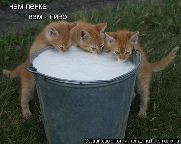 нам пенка нам пенка вам - пиво... Котоматрица: нам пенка нам пенка вам - пиво