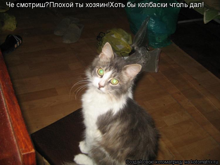 Че смотриш?Плохой ты хозяин!Хоть бы колбаски чтоль дал!... Котоматрица: Че смотриш?Плохой ты хозяин!Хоть бы колбаски чтоль дал!