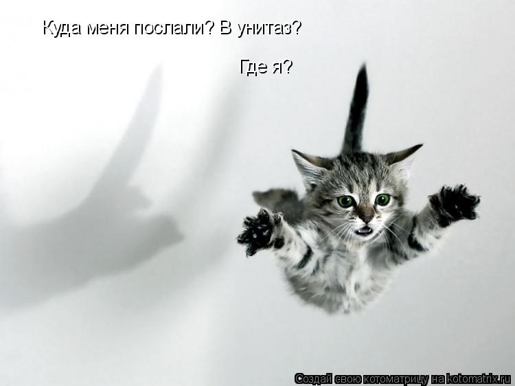 Куда меня послали? В унитаз? Где я?... Котоматрица: Куда меня послали? В унитаз? Где я?