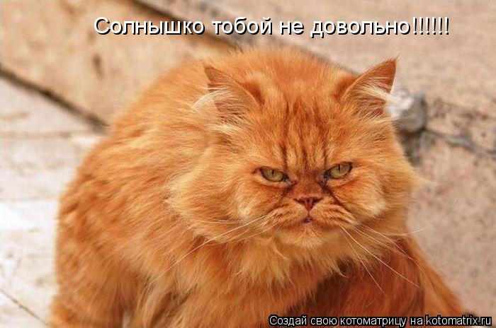 Солнышко тобой не довольно!!!!!!... Котоматрица: Солнышко тобой не довольно!!!!!!
