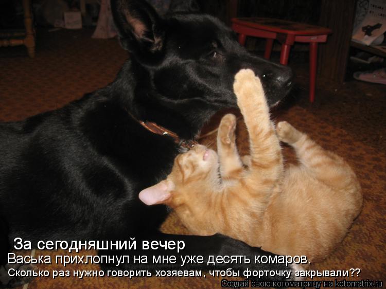 За сегодняшний вечер Васька прихлопнул на мне уже десять комаров. Сколько раз нужно говорить хозяевам... Котоматрица: За сегодняшний вечер Васька прихлопнул на мне уже десять комаров. Сколько раз нужно говорить хозяевам, чтобы форточку закрывали??