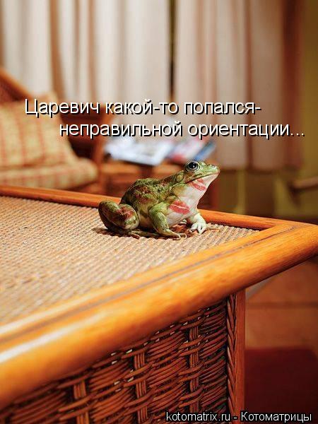 Царевич какой-то попался- неправильной ориентации...... Котоматрица: Царевич какой-то попался- неправильной ориентации...