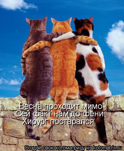 Весна проходит мимо Сей факт нам до-фени Хирург постарался.... Котоматрица: Весна проходит мимо Сей факт нам до-фени Хирург постарался.