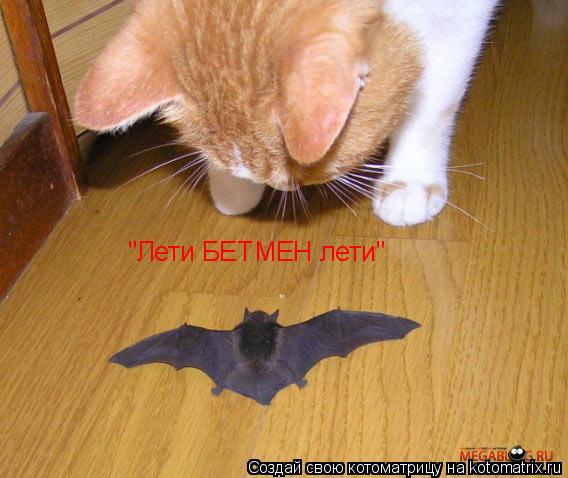 "Лети БЕТМЕН лети"... Котоматрица: "Лети БЕТМЕН лети"
