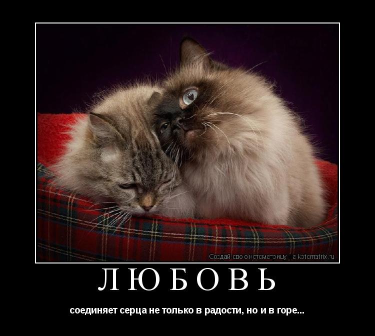 ЛЮБОВЬ соединяет серца не только в радости, но и в горе...... Котоматрица: ЛЮБОВЬ соединяет серца не только в радости, но и в горе...