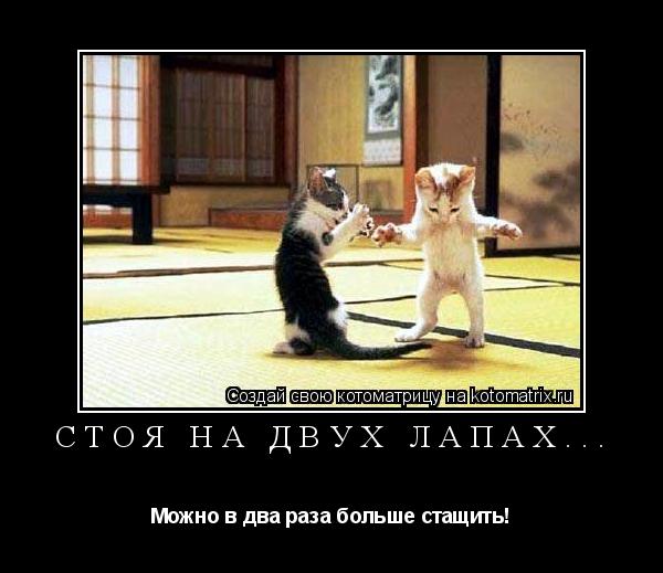 Стоя на двух лапах... Можно в два раза больше стащить!... Котоматрица: Стоя на двух лапах... Можно в два раза больше стащить!