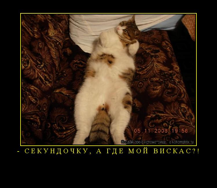 ... Котоматрица: