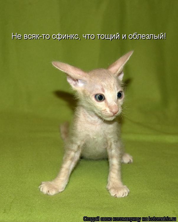Не всяк-то сфинкс, что тощий и облезлый!... Котоматрица: Не всяк-то сфинкс, что тощий и облезлый!