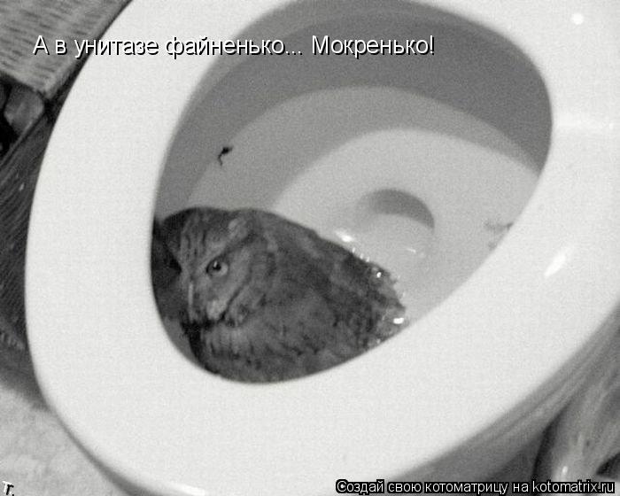 А в унитазе файненько... Мокренько!... Котоматрица: А в унитазе файненько... Мокренько!