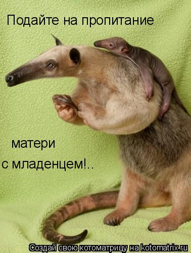 Подайте на пропитание матери с младенцем!..... Котоматрица: Подайте на пропитание матери с младенцем!..