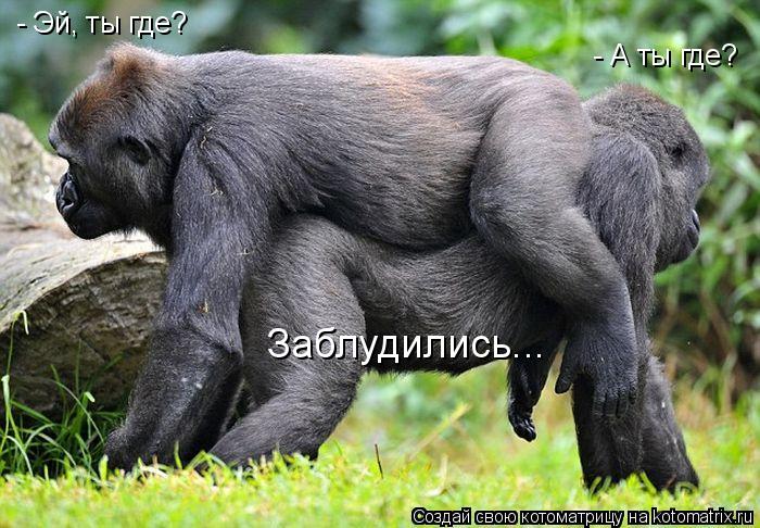 - Эй, ты где? - А ты где? Заблудились...... Котоматрица: - Эй, ты где? - А ты где? Заблудились...