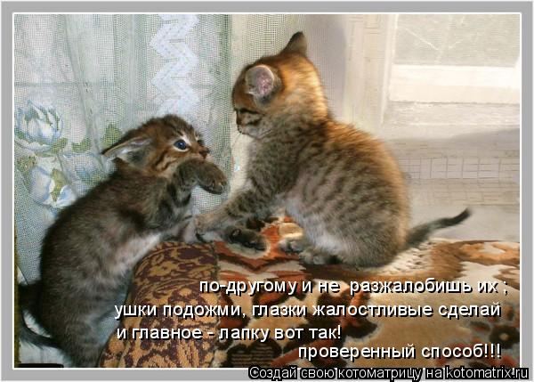 по-другому и не разжалобишь их ; ушки подожми, глазки жалостливые сделай и главное - лапку вот так! ... Котоматрица: по-другому и не разжалобишь их ; ушки подожми, глазки жалостливые сделай и главное - лапку вот так! проверенный способ!!!