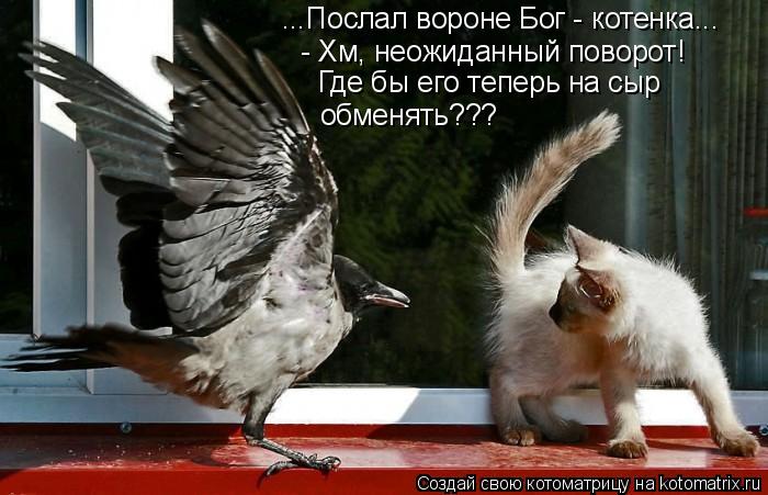 ...Послал вороне Бог - котенка... - Хм, неожиданный поворот! Где бы его теперь на сыр обменять???... Котоматрица: ...Послал вороне Бог - котенка... - Хм, неожиданный поворот! Где бы его теперь на сыр обменять???