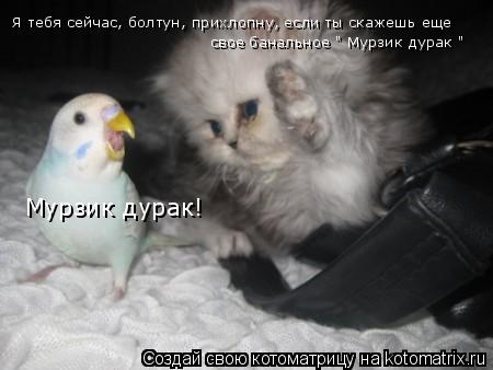 Мурзик дурак! Я тебя сейчас, болтун, прихлопну, если ты скажешь еще свое банальное " Мурзик дурак "... Котоматрица: Мурзик дурак! Я тебя сейчас, болтун, прихлопну, если ты скажешь еще свое банальное " Мурзик дурак "