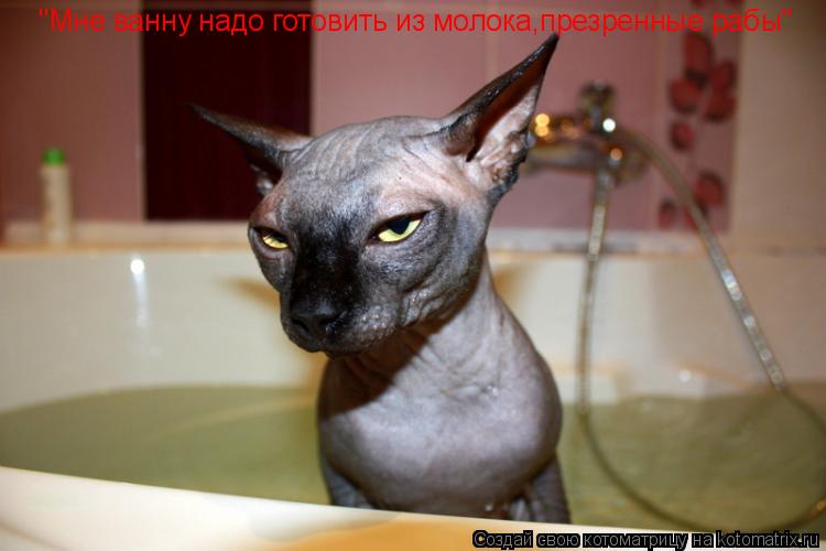 "Мне ванну надо готовить из молока,презренные рабы"... Котоматрица: "Мне ванну надо готовить из молока,презренные рабы"