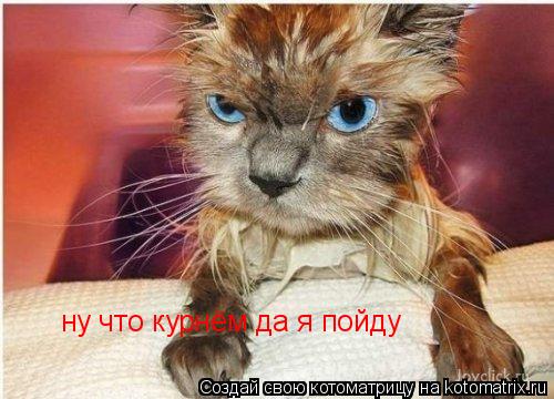 ну что курнём да я пойду... Котоматрица: ну что курнём да я пойду