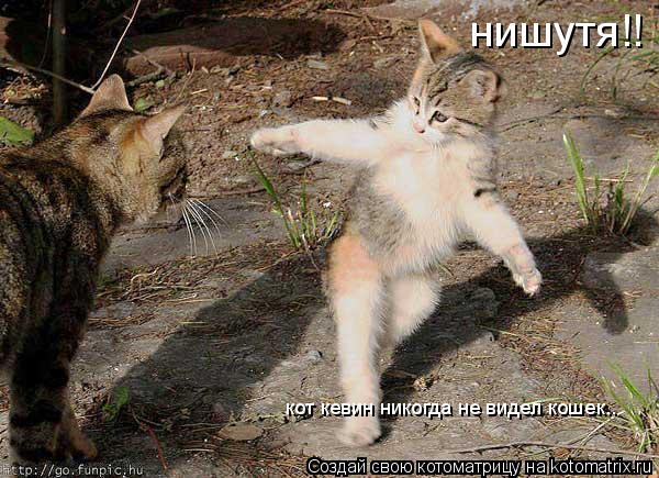 нишутя!! кот кевин никогда не видел кошек..... Котоматрица: нишутя!! кот кевин никогда не видел кошек..