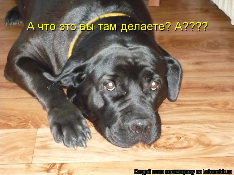 А что это вы там делаете? А????... Котоматрица: А что это вы там делаете? А????