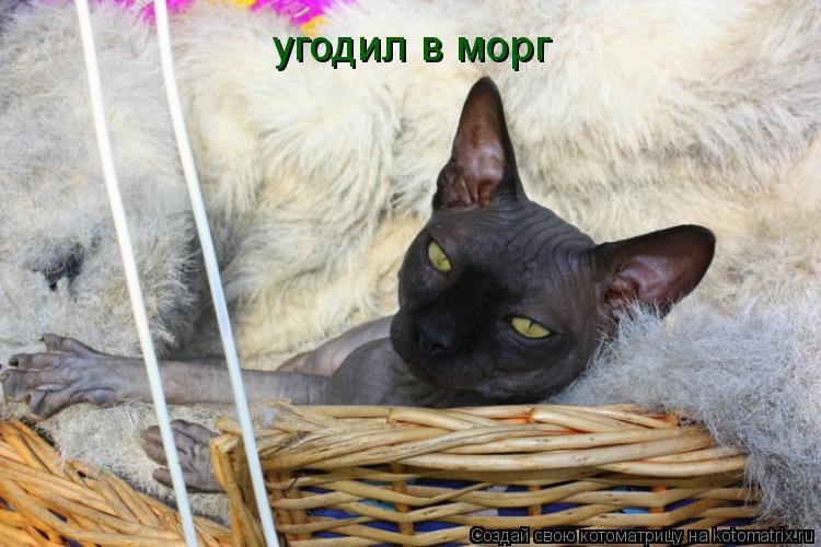 угодил в морг... Котоматрица: угодил в морг